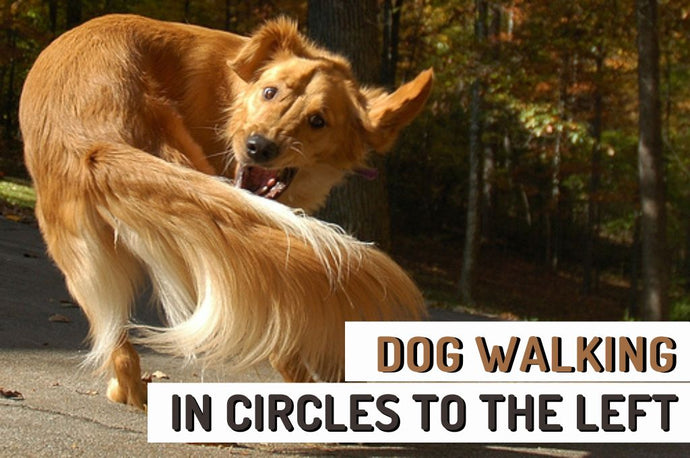 Dog Walking In Circles To The Left