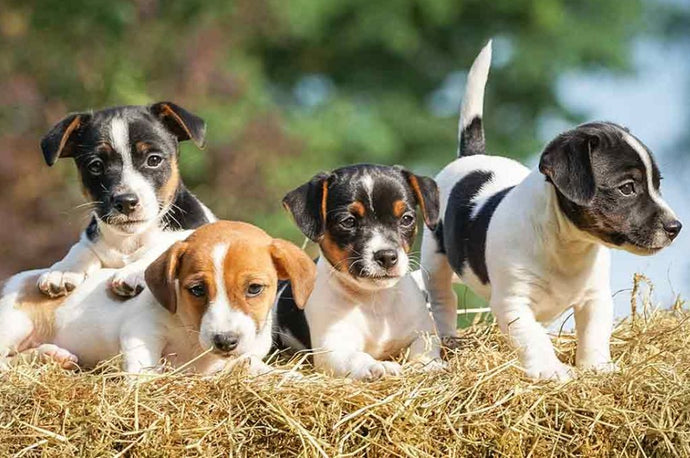 All that you need to know about Dog breeds with the letter O