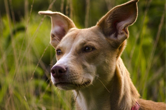 The 7 Famous Portuguese Dog Breeds in 2023
