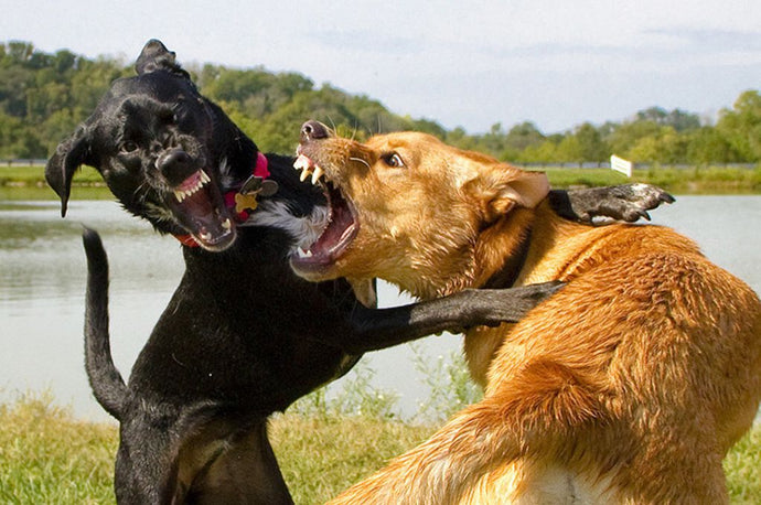 Top 10 Fighting Dog Breeds and Their Features