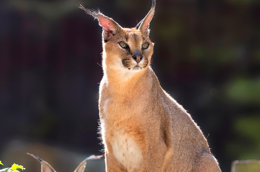 Exploring the Enigmatic Floppa Cat Breed: Your Guide to These ...