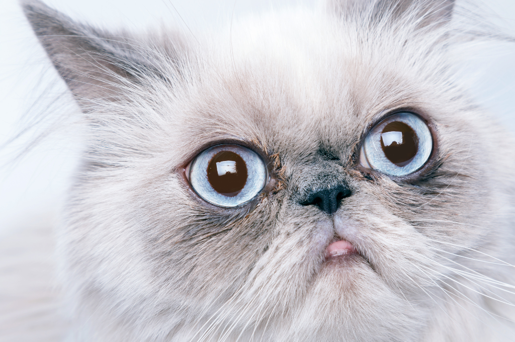 What Breed Is Grumpy Cat Meet The New Grumpy Cat YouTube