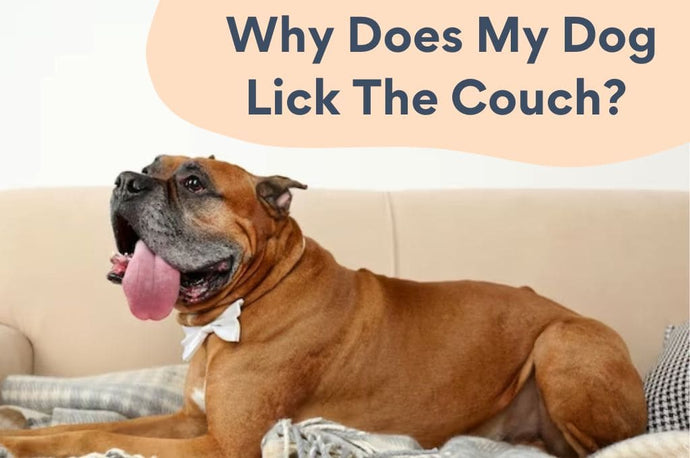 Why Does My Dog Lick The Couch - Top 8 Reasons Explained