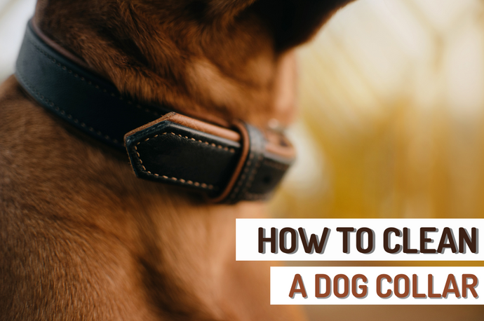 Your Ultimate Guide on How To Clean A Dog Collar