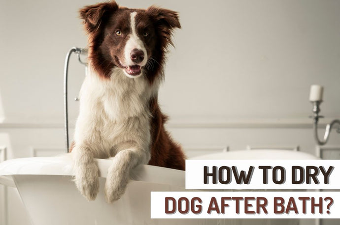 How to Dry Your Dog After a Bath?