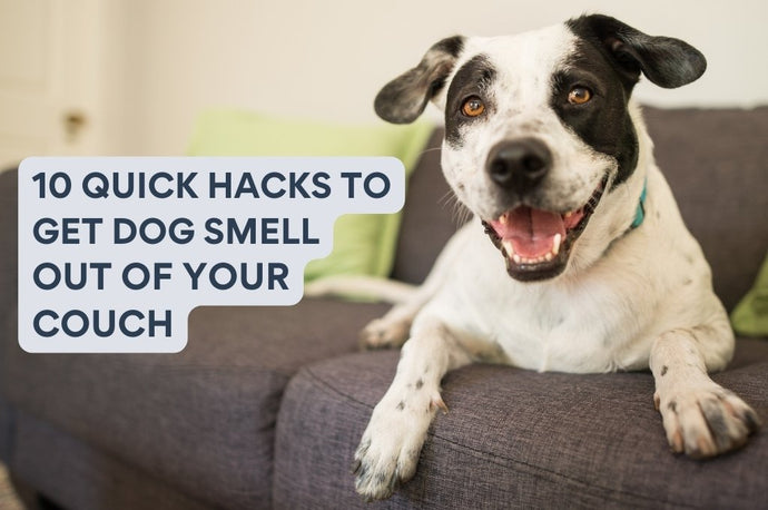 10 Quick Hacks to Get Dog Smell Out of Your Couch