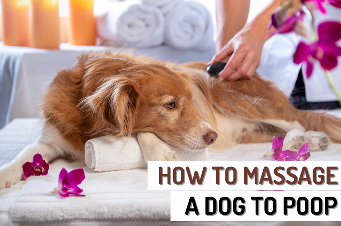 Step-By-Step Guide On How To Massage A Dog To Poop