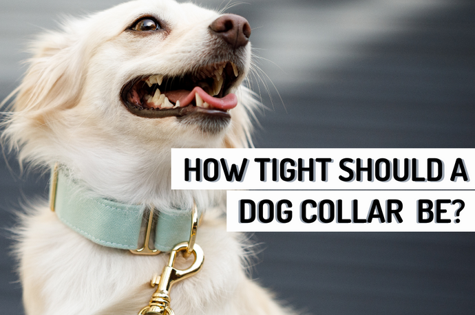 How Tight Should a Dog Collar Be - Collar Types, Sizes & More