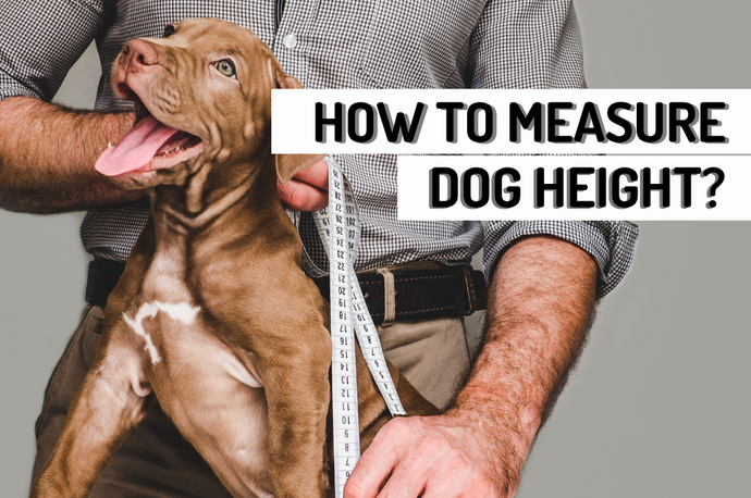 How to Measure Dog Height - Top Reasons & Easy Tips
