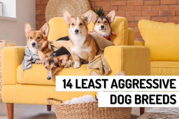 Top 14 Least Aggressive Dog Breeds?