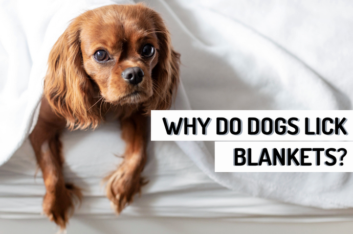 Why Do Dogs Lick Blankets? 8 Reasons & How to Stop