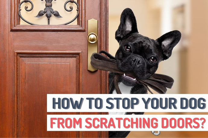 How to Stop Your Dog from Scratching Doors?