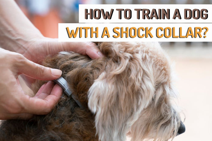 How to Train a Dog with a Shock Collar?