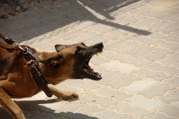 How to Train an Aggressive Dog?