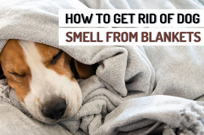 Everything You Need to Know About Getting Rid of Dog Smells Out of Your Blankets