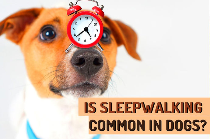 Is Sleepwalking A Common Behavior In Dogs?