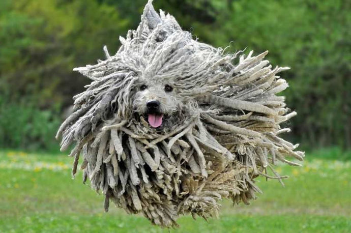 7 Large Hypoallergenic Dog Breeds for hypersensitive Pet Parents
