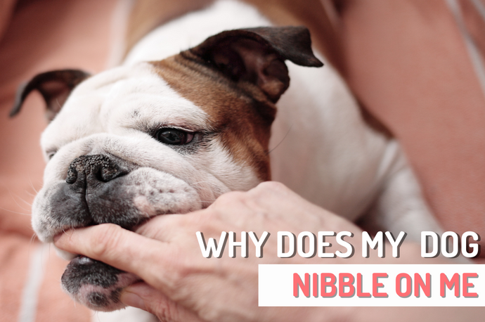 Why Does My Dog Nibble On Me with Front Teeth?