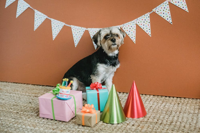 Personalized Pet Gifts - Immortalize your Faithful Friend