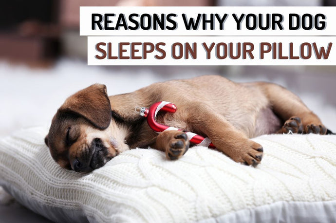 Why Does Your Dog Prefer To Sleep On Your Pillow?