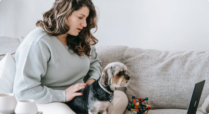 7 best movies to watch with your dog
