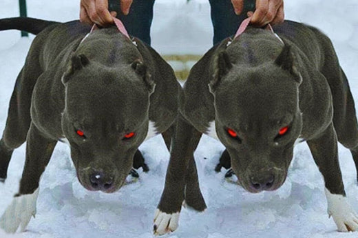 20 Scary Dog Breeds