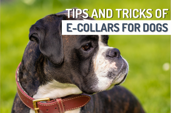 Everything You Need to Know About E-Collars for Dogs