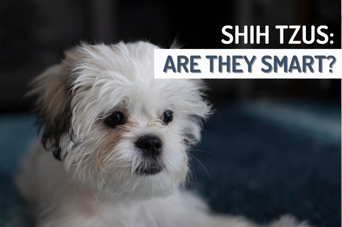 Are Shih Tzus Smart - Canine Intelligence & Training for Shih Tzus