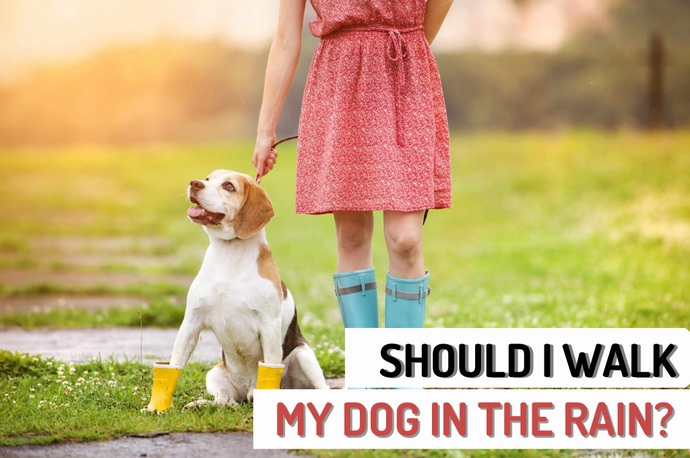 Should I Walk My Dog In The Rain?