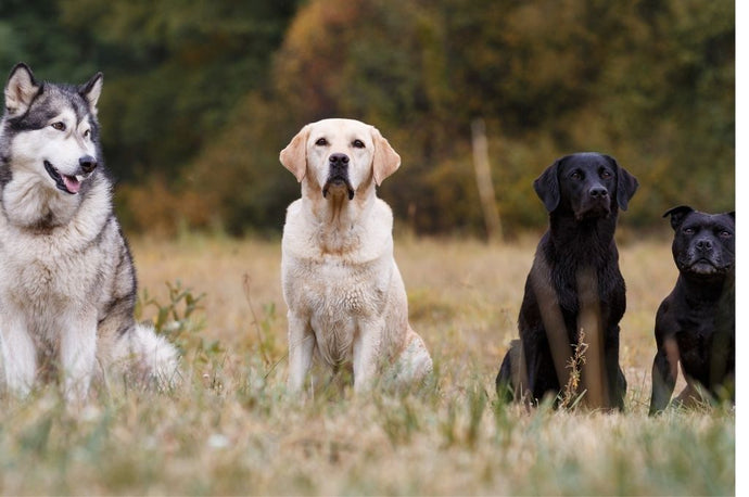 10 Swedish Dog Breeds with Enchanting Features