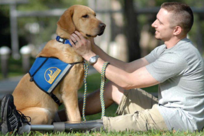 Training a Psychiatric Service Dogs