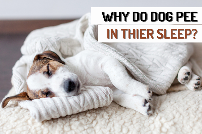 What could be causing my dog to pee in her sleep?