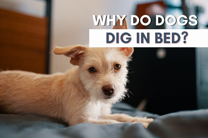 Why Do Dogs Dig in Bed?