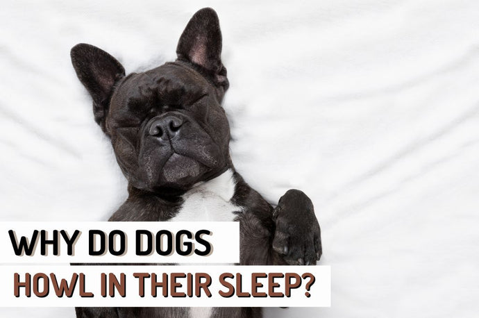 Why Do Dogs Howl in Their Sleep? Exploring Canine Behavior and Sleep Howling