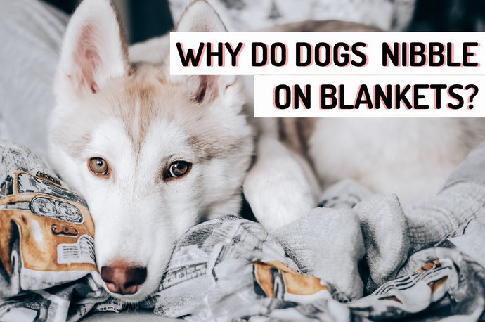 Why Do Dogs Nibble On Blankets?