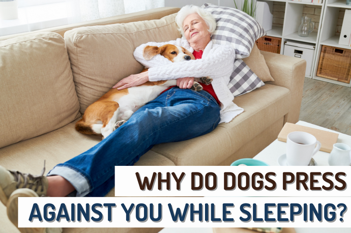 Why Do Dogs Press Against You When They Sleep?