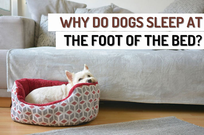 Why Do Dogs Sleep at the Foot of the Bed: Cracking Canine Sleeping Habits