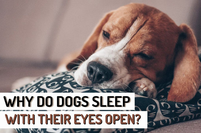 Why Do Dogs Sleep with Their Eyes Open?