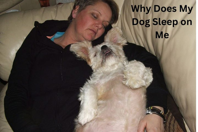 Why Does My Dog Sleep on Me? Exploring the Reasons and Solutions