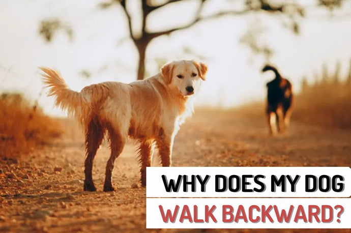 Why Does My Dog Walk Backward?
