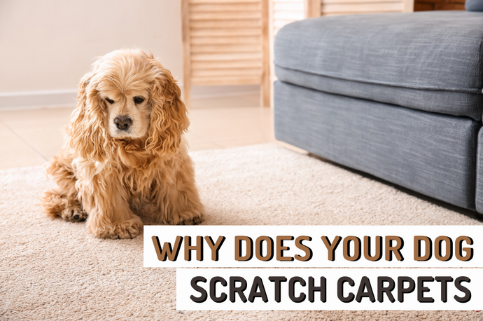 Why Does Your Dog Scratch Carpets - 8 Key Reasons Explained