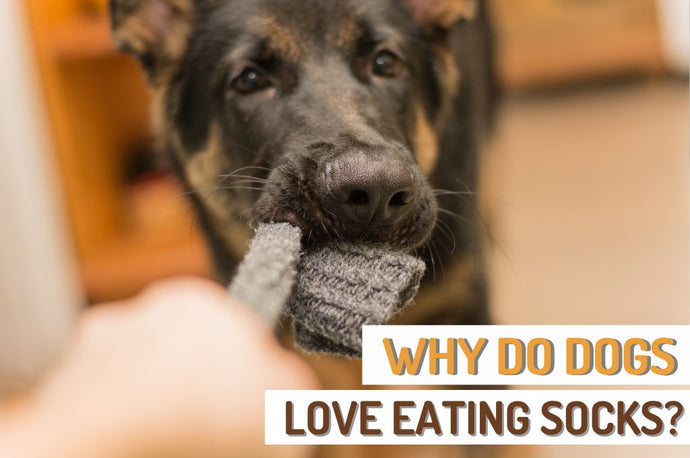 Why Dogs Love Eating Socks?