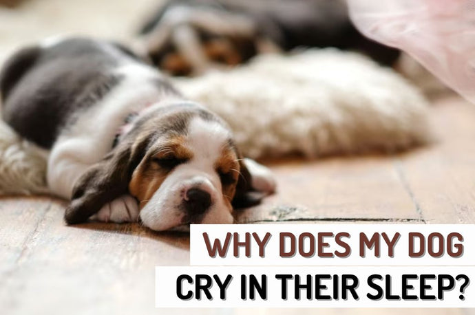 Why do dogs cry in their sleep?