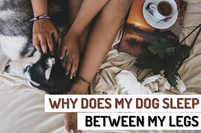 Why does my dog sleep between my legs?