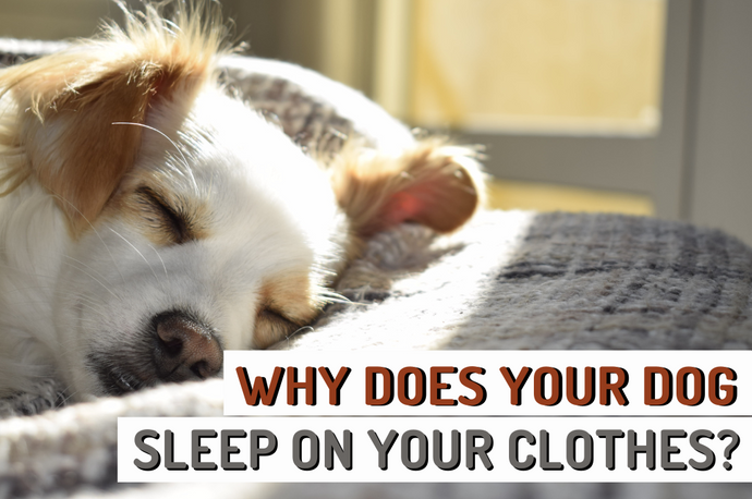 Why does your dog sleep on your clothes?