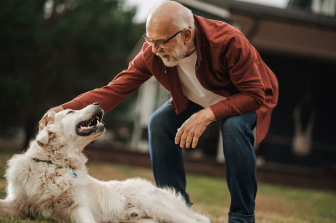 Top 10 Worst Dog Breeds for Seniors