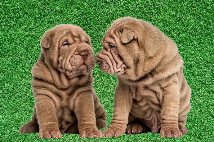 Wrinkly Dog Breeds