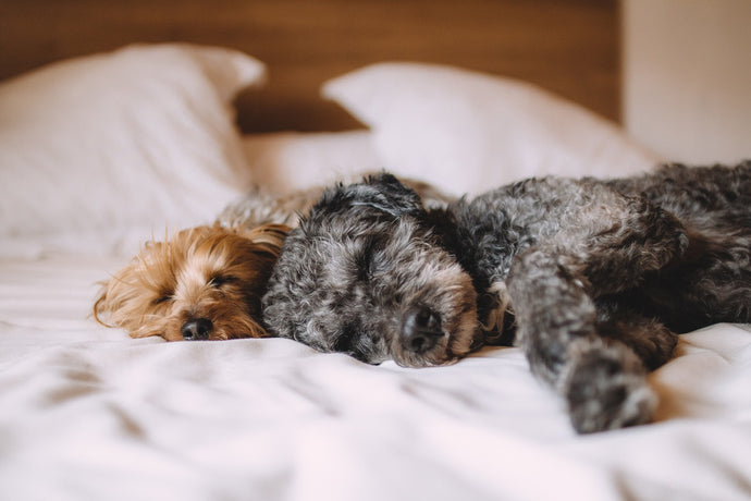 How to choose the best bed for your pet