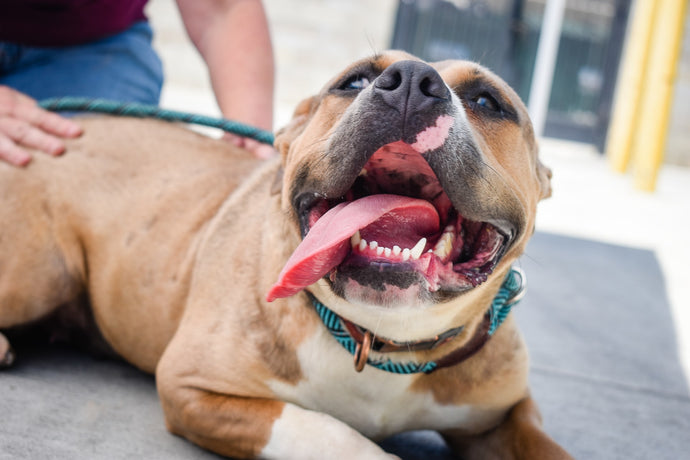 10 reasons why shelter dogs are the best