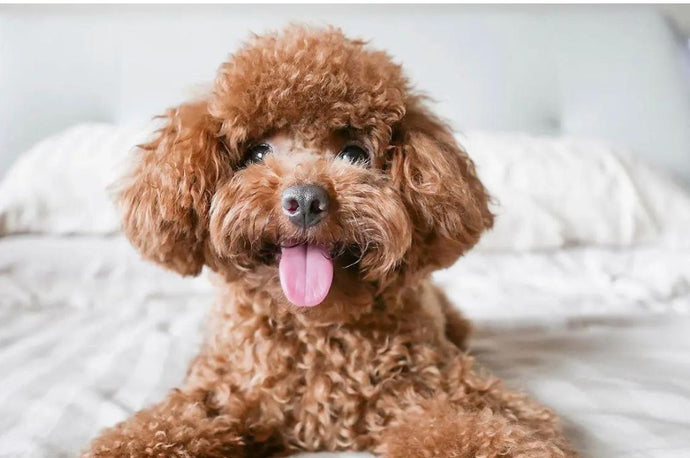 13 Cleanest Dog Breeds